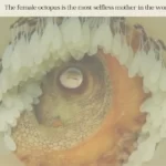 mother's love and sacrifice