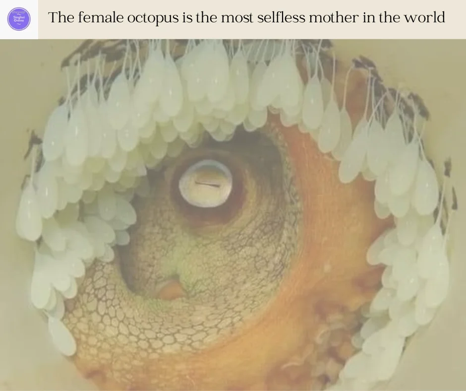 mother's love and sacrifice