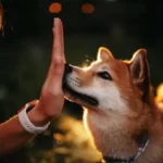 Dog lovers: canine enthusiasts, pet owners, animal lovers, dog enthusiasts, dog aficionados, puppy lovers, dog parents, dog fanciers, dog devotees, dog fanatics Dog keywords: dogs, puppies, canine, pets, dog breeds, dog training, dog behavior, dog care, dog health, dog food, dog accessories, dog grooming, dog adoption, dog rescue, dog obedience, dog agility, dog shows, dog sports, dog toys, dog walking, dog park