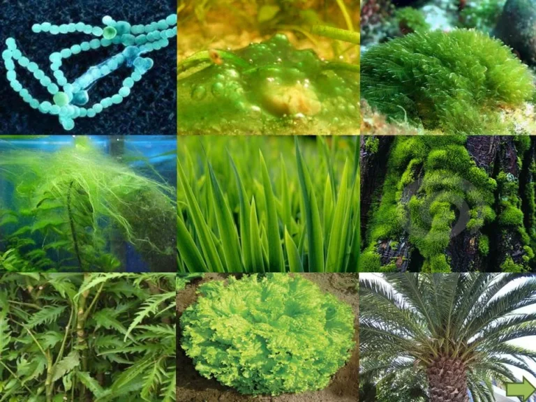 Chlorophyta Facts, Importance & Applications