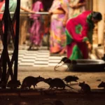 Karni Mata Temple: A Unique Pilgrimage Destination